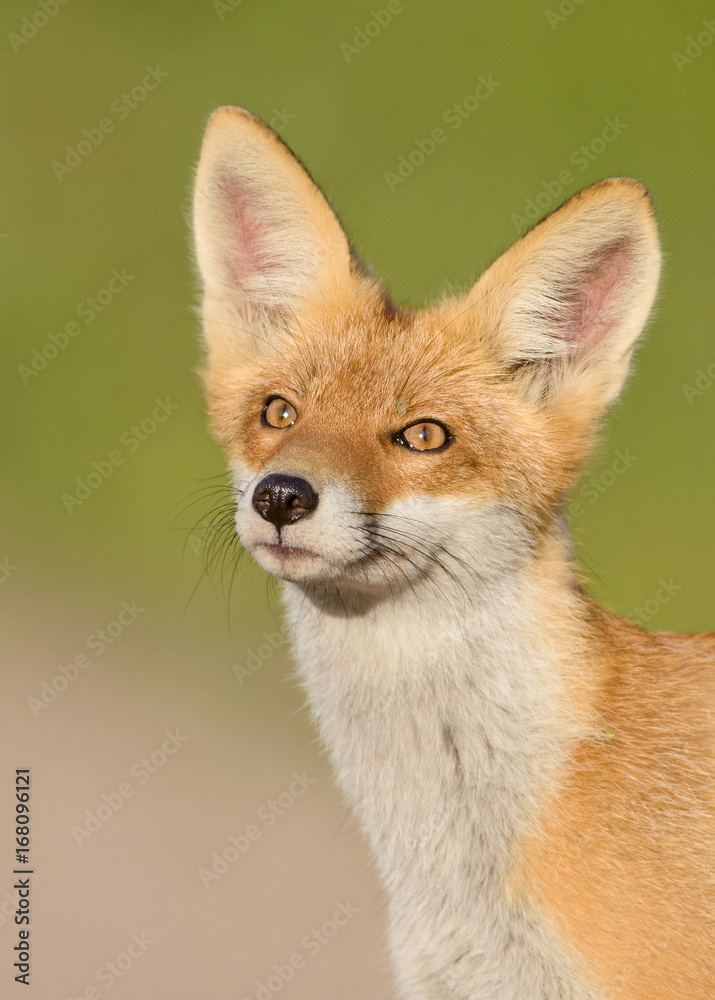 Fototapeta premium Red Fox in the natural environment