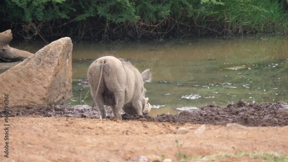 Warthog walks towards a waterpool to drink water in Pilanesberg Game Reserve South Africa Warthog walks towards a waterpool to drink water in Pilanesberg Game Reserve South Africa