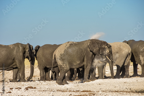 African Elephant Herd at Etosha