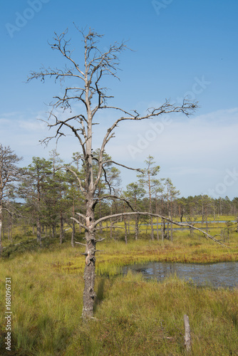 Fototapeta Naklejka Na Ścianę i Meble -  Suche drzewo III