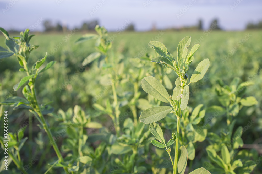Obraz premium Beautiful alfalfa field. Leaves detail.