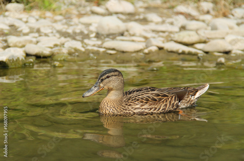 mallard duck (Anas platyrhynchos) swimming in the water near the bank with pebbles