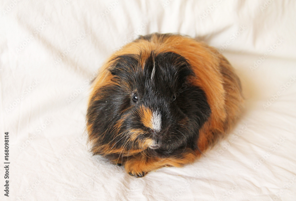 Black and sale ginger guinea pig