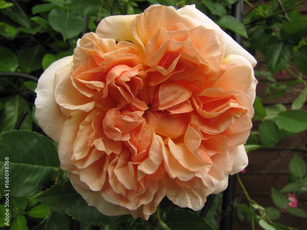 rose rose