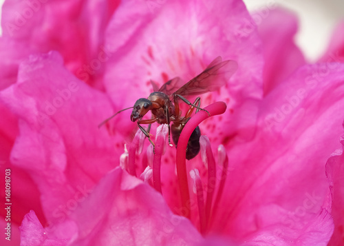 ant queen (formicidae) with wings on a pink rhododendron (azalea)