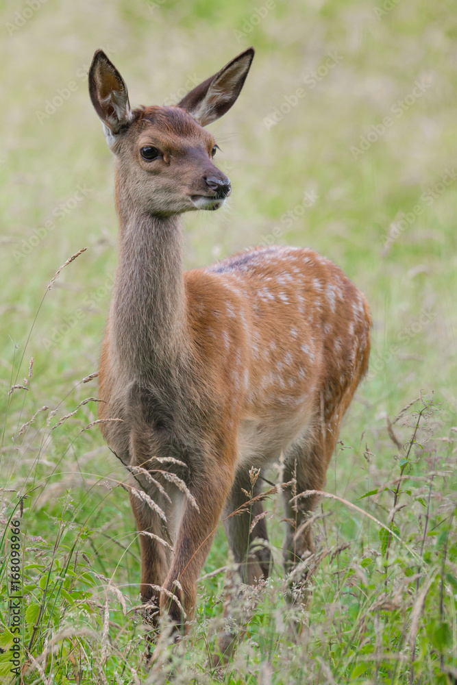 Fototapeta premium Rothirsch