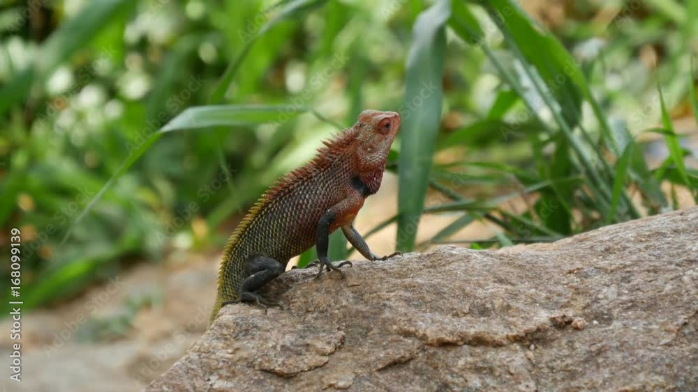 Common Green Forest Lizard (Calotes calotes) Common Green Forest Lizard (Calotes calotes)