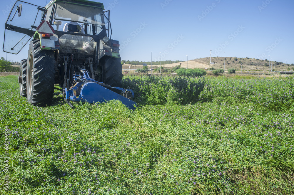 Fototapeta premium Tractor cutting and swathing alfalfa