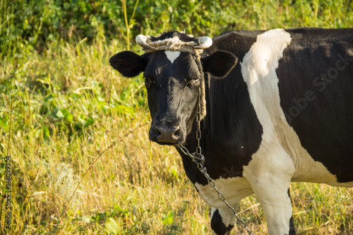 Fototapeta Naklejka Na Ścianę i Meble -  Cow on the pasture