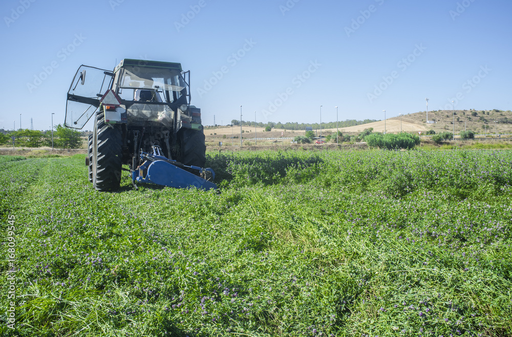 Obraz premium Tractor cutting and swathing alfalfa