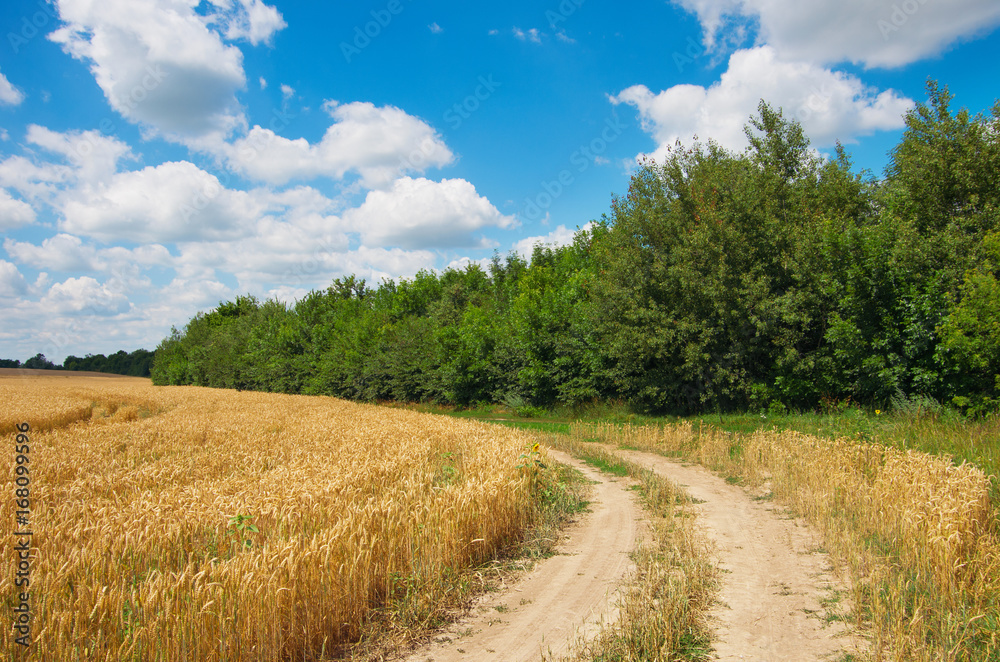 Empty countryside road through fields with wheat Empty countryside road through fields with wheat