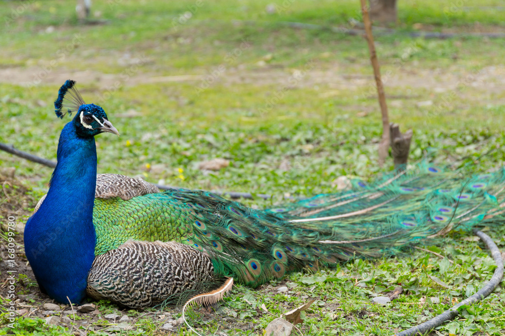Fototapeta premium Beautiful peacock in the woods on Crete island, Greece