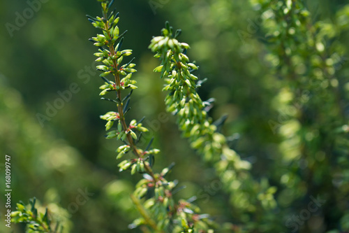 light green evergreen heather