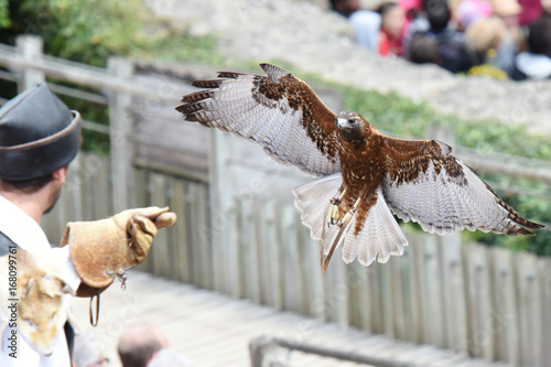 Foto spectacle de rapaces