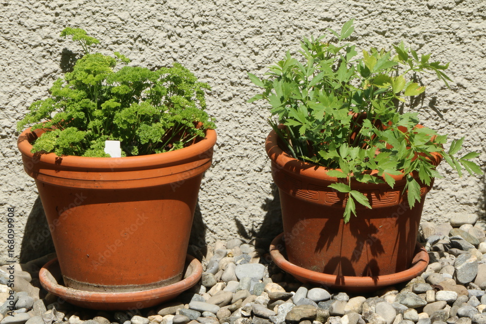 Herbal pots, Kräutertöpfe auf der Terrasse
