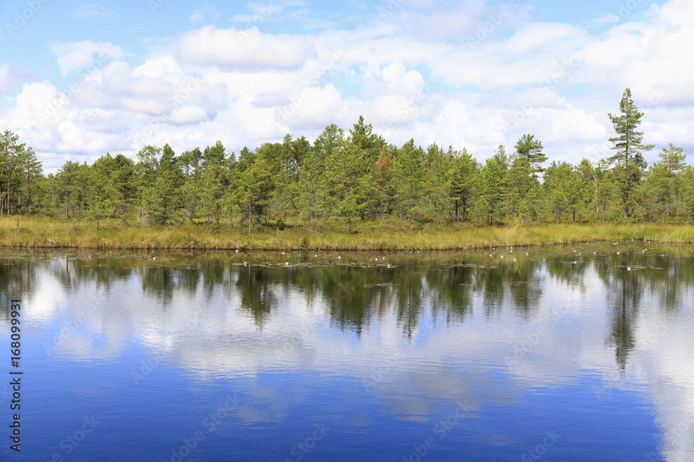 Green pine tree forest behind pond in marsh Green pine tree forest behind pond in marsh