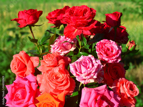 Beautiful bouquet of flowers roses in the garden on a lawn background. A lot of greenery and a flower bed. Landscape design. Nature. Perennial plants