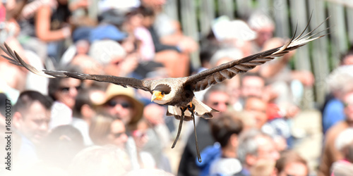 spectacle de rapaces photo