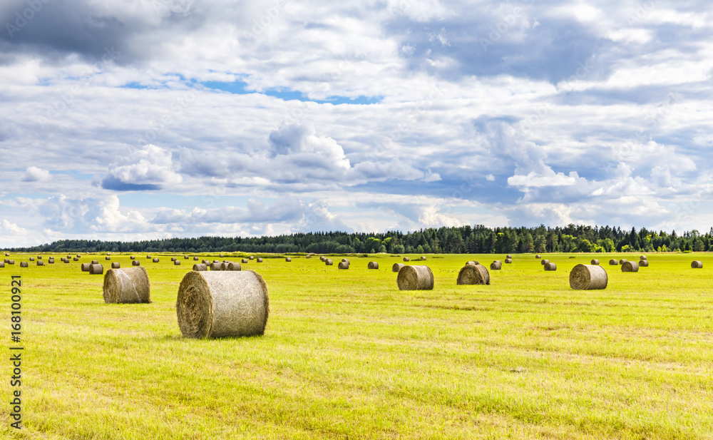 Field full of hay balls at bright summer day