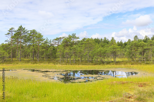 Wet marsh landscape at summer day