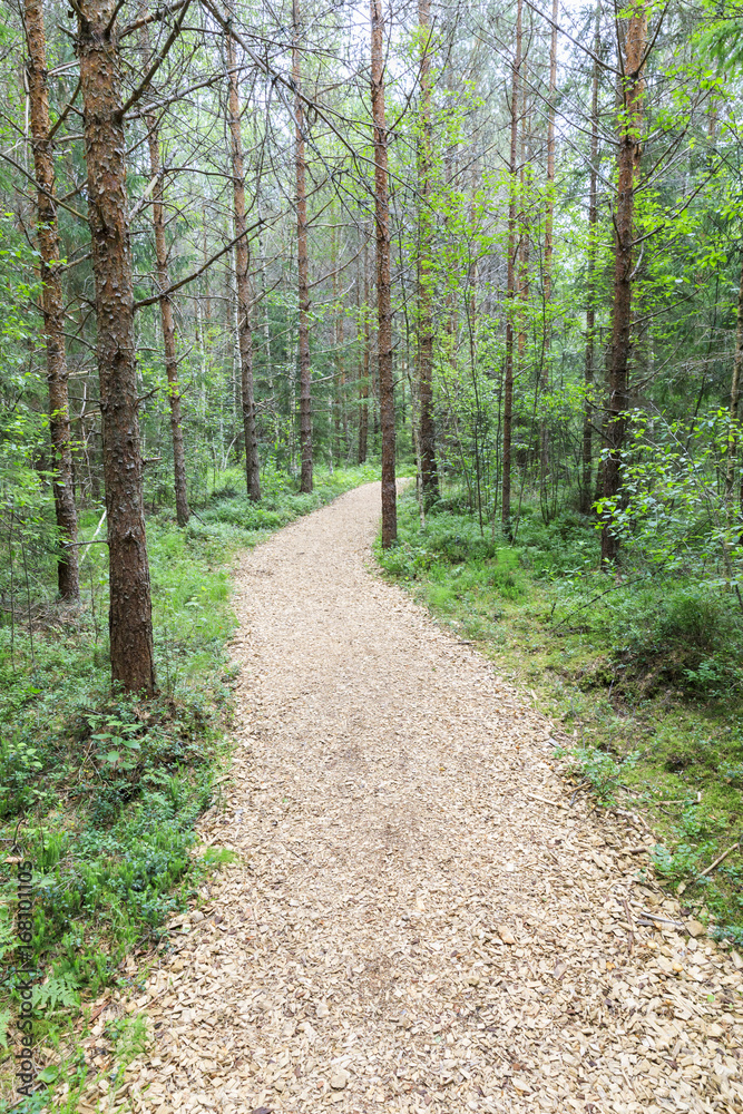 Pedestrian walkway through green summer forest Pedestrian walkway through green summer forest