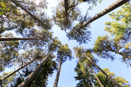 Tall pine tree background viewed from the ground