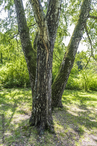 Three birch trees on a forest trail