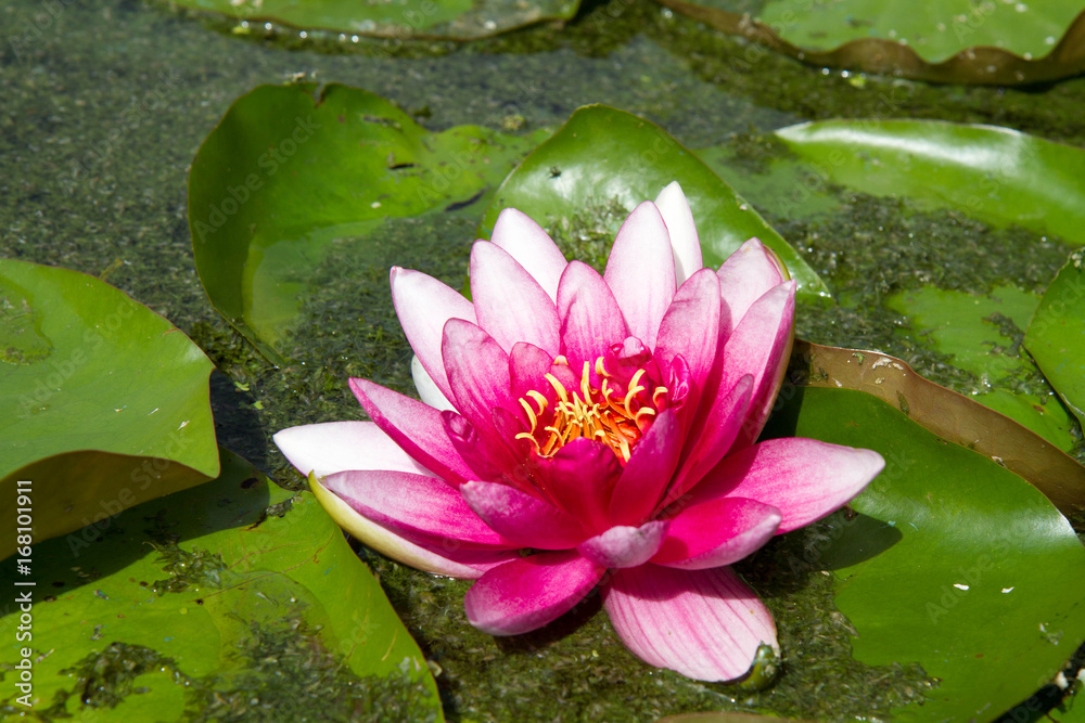 Pink Waterlily among Lily Pads Pink Waterlily among Lily Pads