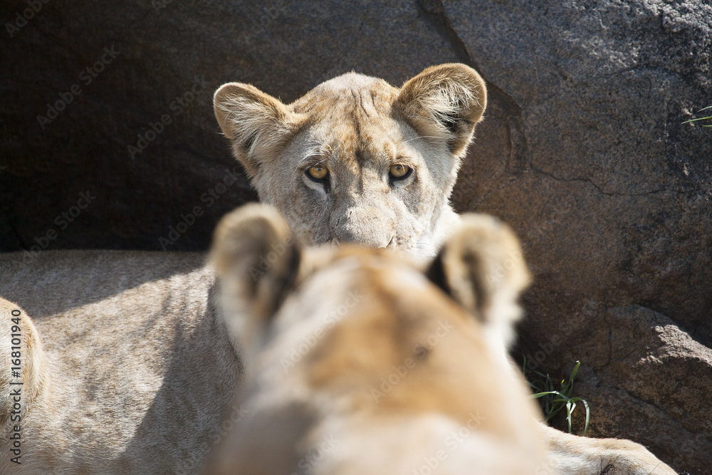 Naklejka premium Lion Staring, Serengeti, Tanzania, Africa