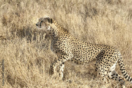 Cheetah on the Hunt, Serengeti, Tanzania, Africa