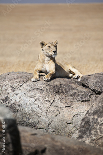 Lioness on Kopjes  Serengeti  Tanzania  Africa
