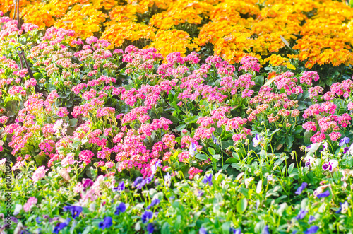 Beautiful scenery with colorful flower garden in Chiang rai, Thailand