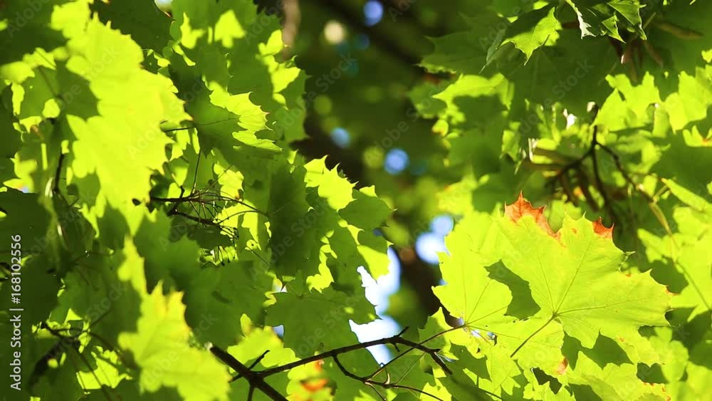 Beautiful shiny natural green background. Blurry fresh summer foliage of maple trees in bright backlight of sunset cozy shining sun. Real time full hd video footage. Beautiful shiny natural green background. Blurry fresh summer foliage of maple trees in bright backlight of sunset cozy shining sun. Real time full hd video footage.