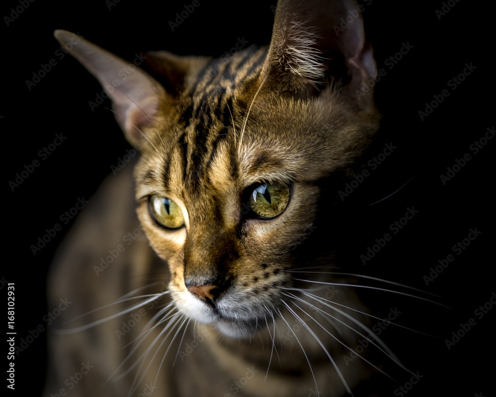 Little Tiger: a bengal cat