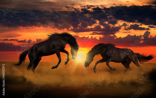 Fototapeta Naklejka Na Ścianę i Meble -  Two black horses attack each other in the gold dust on the sunset background
