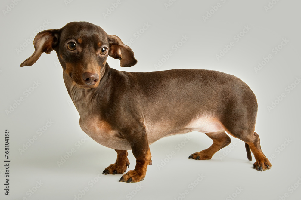 Dachshund with raised ears on white background Dachshund with raised ears on white background