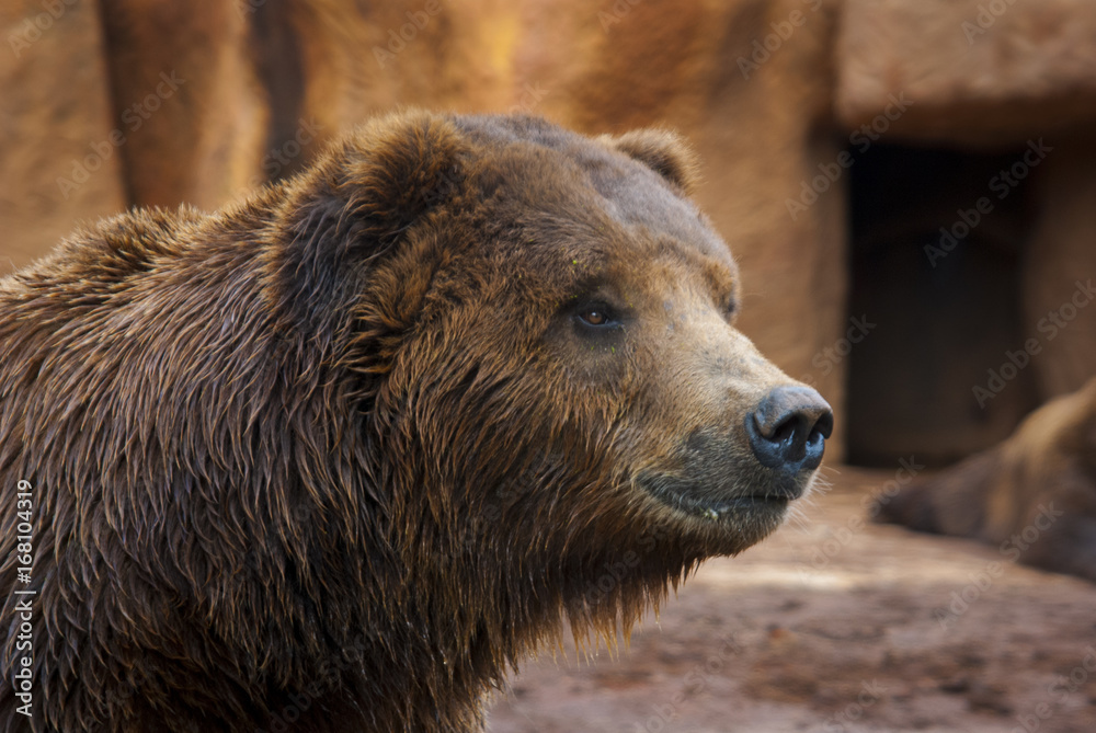 Obraz premium Niedźwiedź grizzly