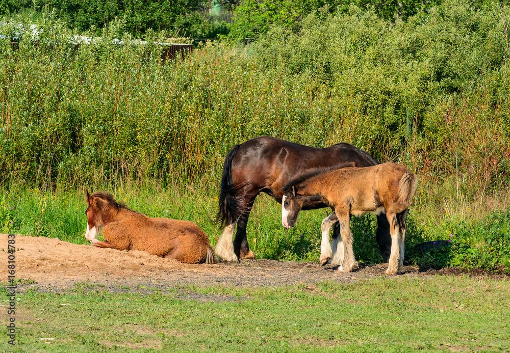 Obraz premium Horse on open pasture.