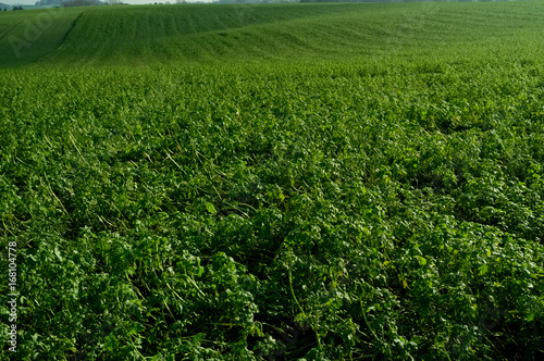Green Fields Blooming During Spring