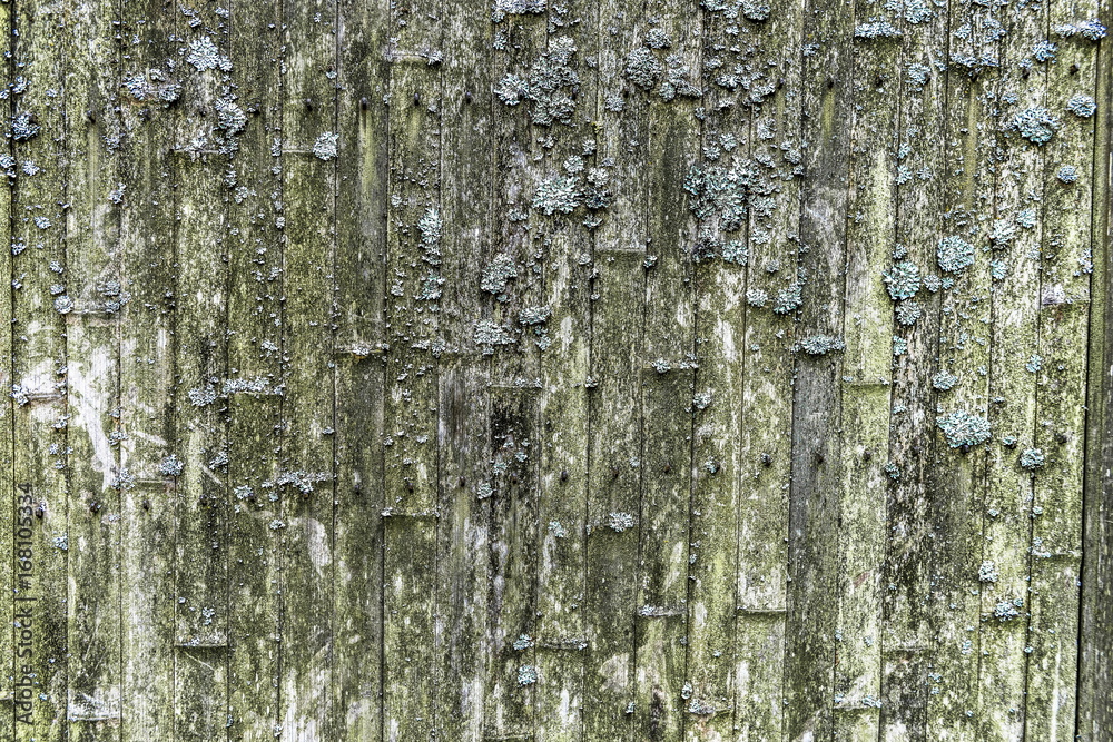 Obraz premium A wall of mossy stems of bamboo