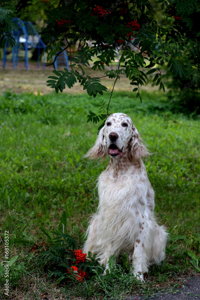 English setter sitting by the rowan berry tree, summer bright green portrait, big white hunting dog English setter sitting by the rowan berry tree, summer bright green portrait, big white hunting dog