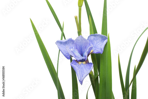 Fototapeta Naklejka Na Ścianę i Meble -  Beautiful blue iris flower with bud, branches and leaves isolated on white background. Flora. Spring Summer. Flat lay, top view