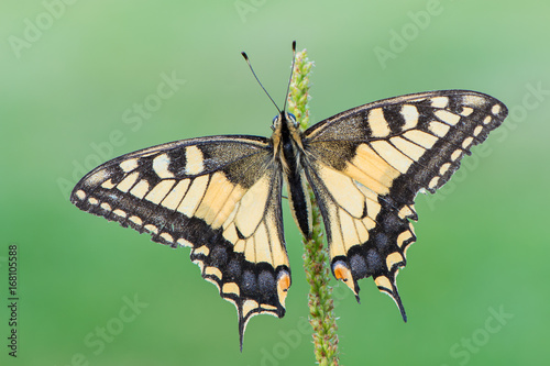 Papilio machaon - Old World swallowtail photo