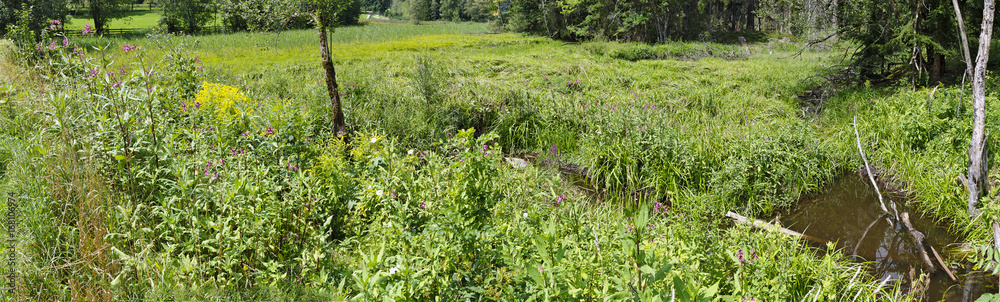 wet pasture at a hillmoor wet pasture at a hillmoor