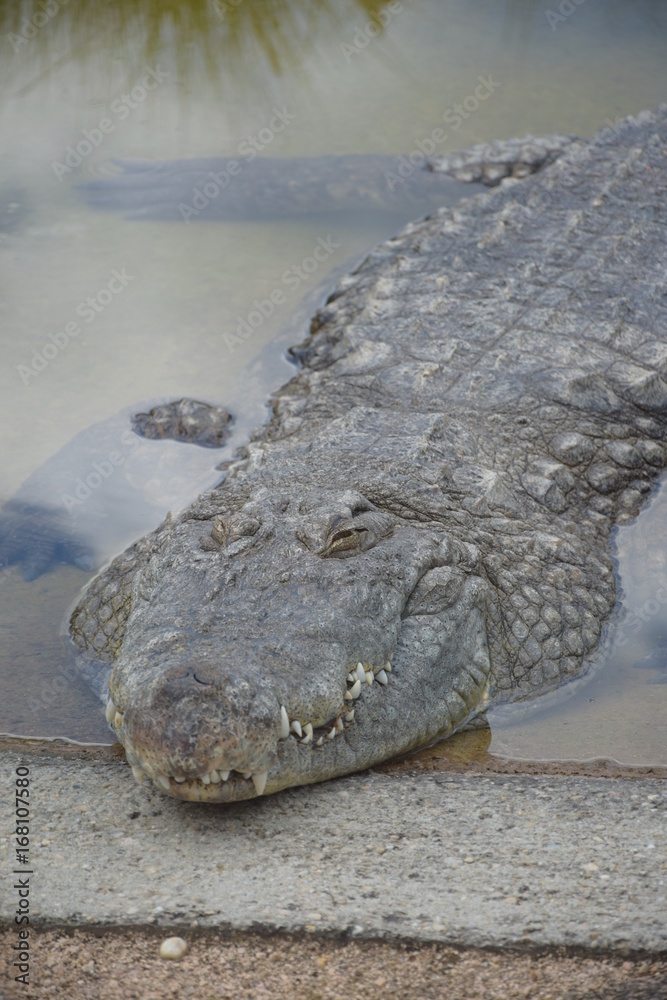 Obraz premium crocodile