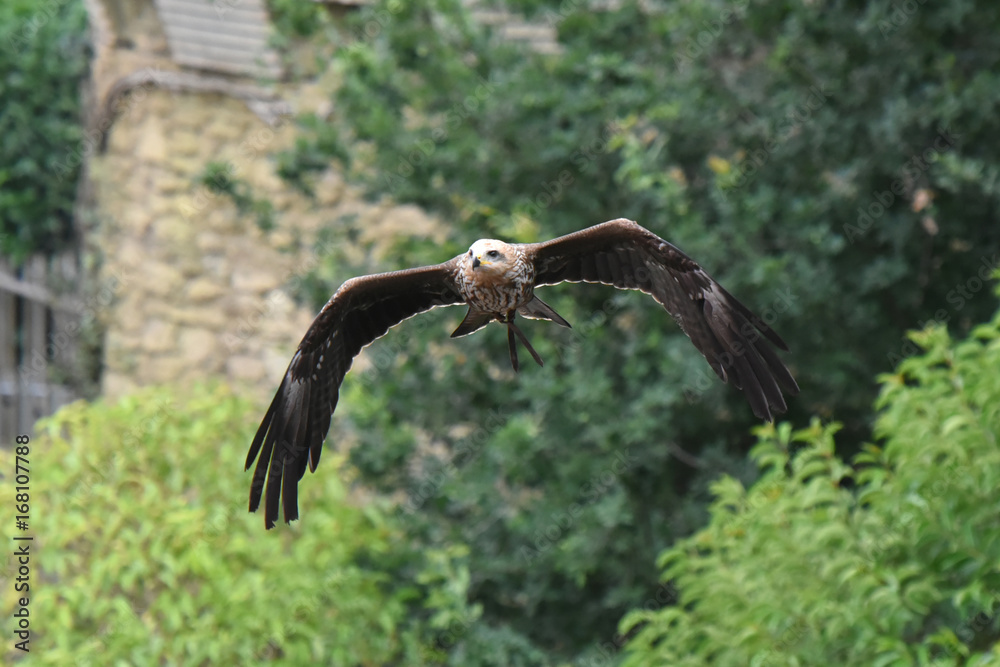 Obraz premium spectacle de rapaces