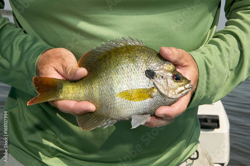 Person holding fresh bluegill photo