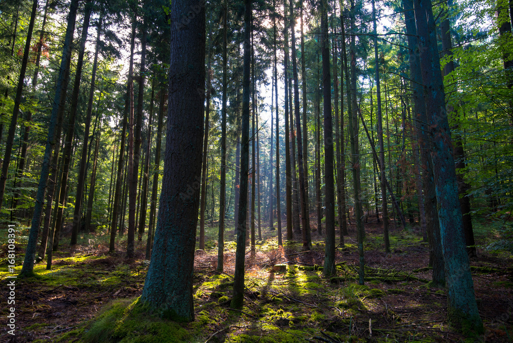 Fototapeta premium Sonnenstrahl im Vogesen Wald