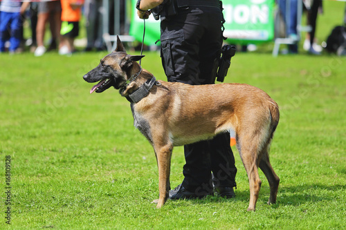Quadro su tela démonstration de chien policier de la brigade canine belge