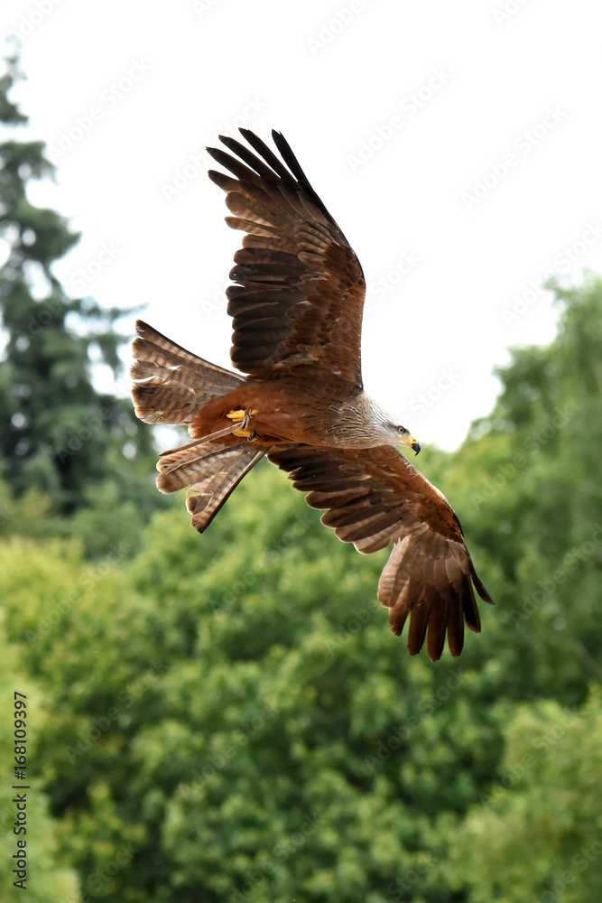 Obraz premium spectacle de rapaces